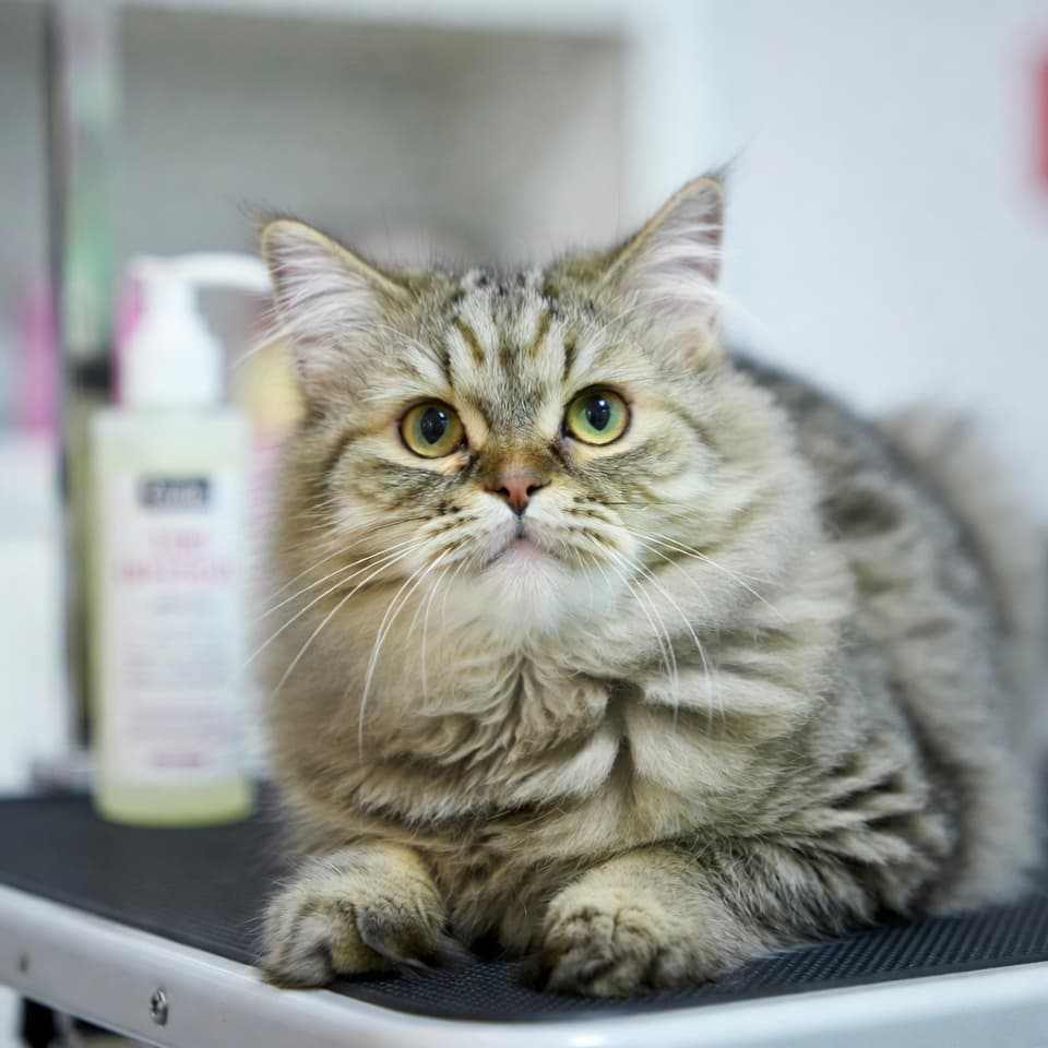 Кошка с ухоженной шерстью после груминга